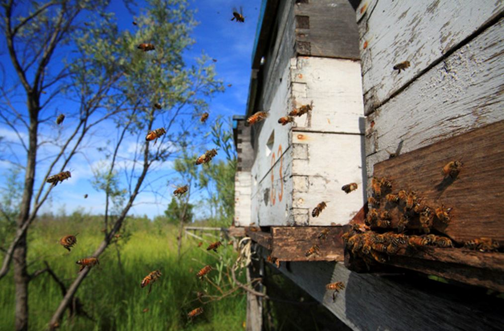 abeilles devant ruche